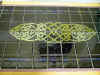 dragontop.JPG (45525 bytes)